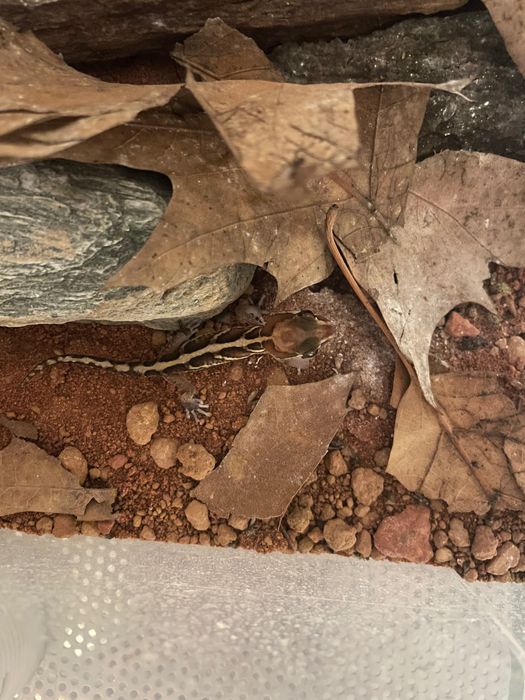 gekon madagaskarski (paroedurapicta) 4miesięczmy