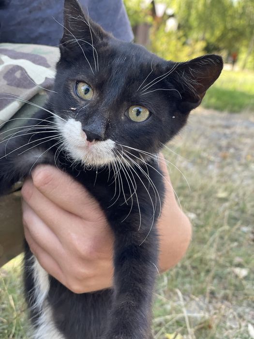 Кошенята в добрі руки!! Доставимо