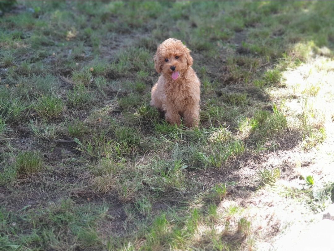 Cavapoo ! CUDOWNY szczeniak ! Cavalier + pudel hybryda