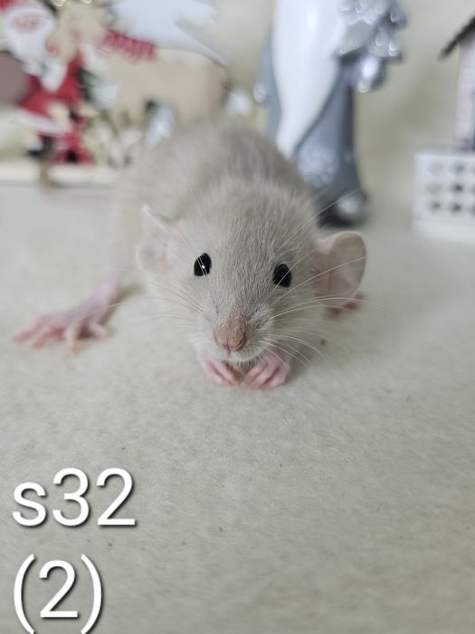 Szczurki szczury
