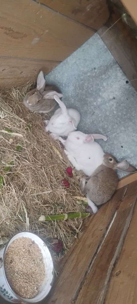 Sprzedam młode króliki