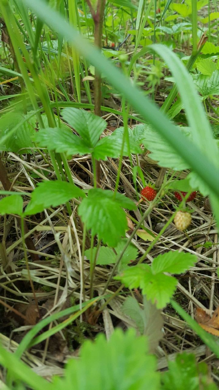 20 sztuk poziomka leśna sadzonka poziomki