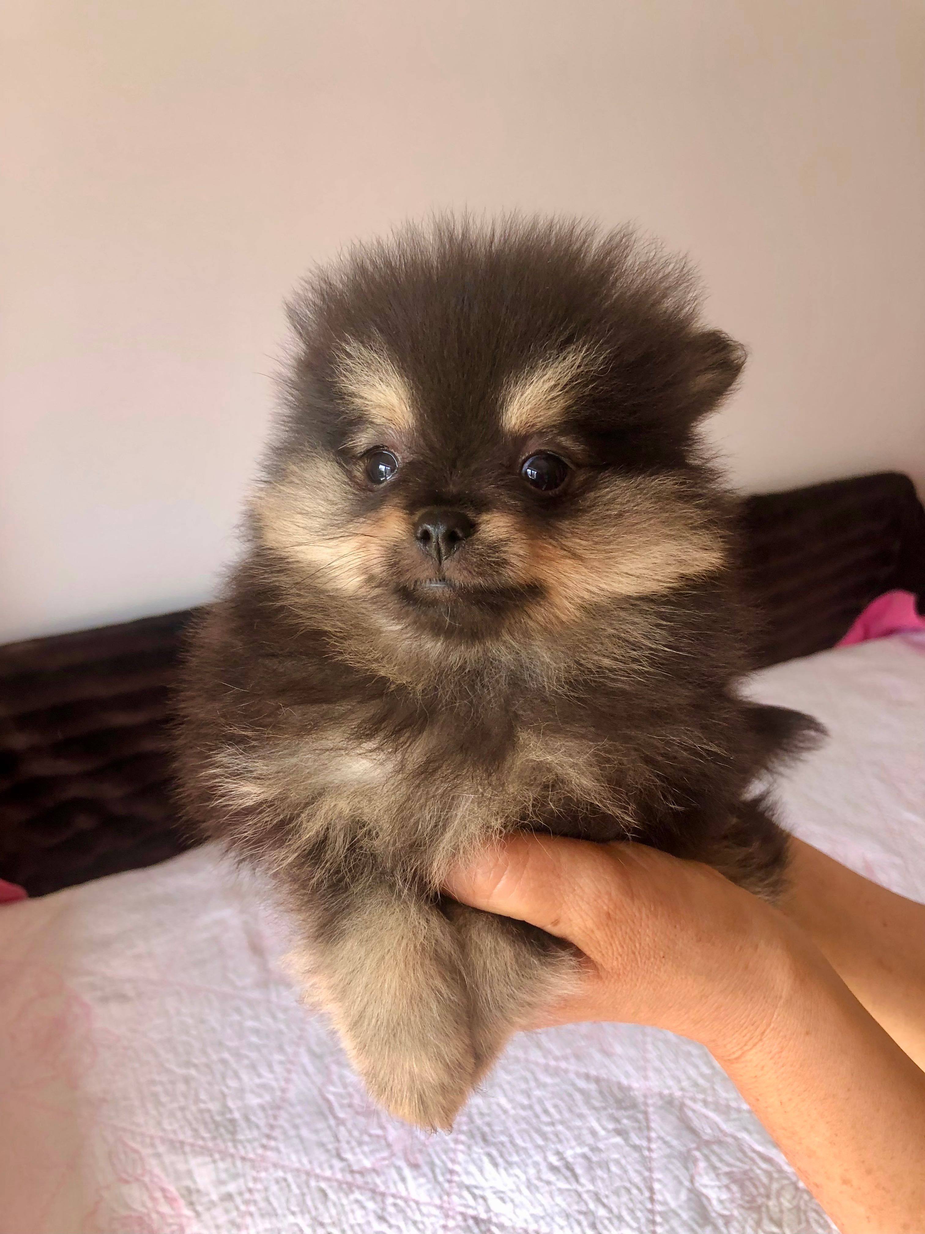 Lulu da Pomerânia Super Mini c/LOP