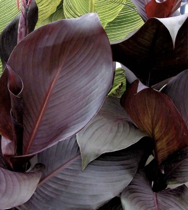 Канни квіти пальмолисті (клубні)