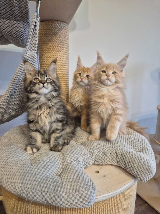 Sprzedam śliczną szylkretkę Maine coon