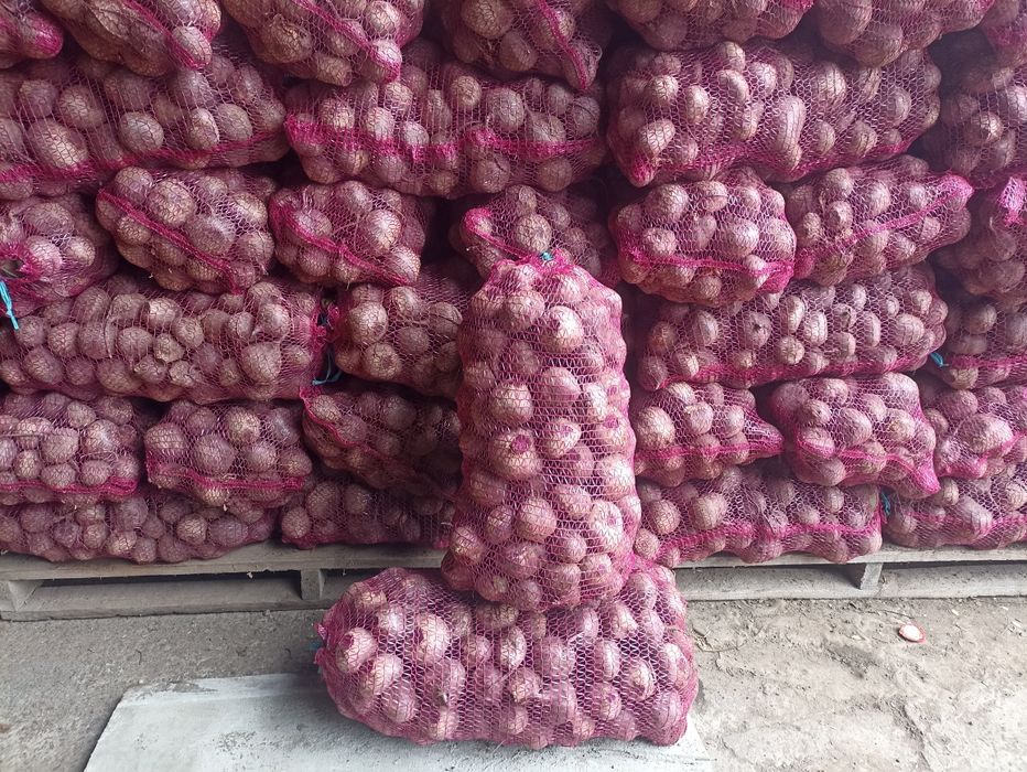 Продам столовий буряк Водан