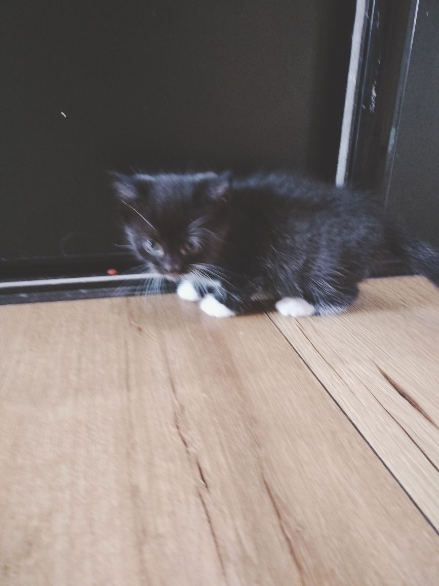 Kocurki do adopcji