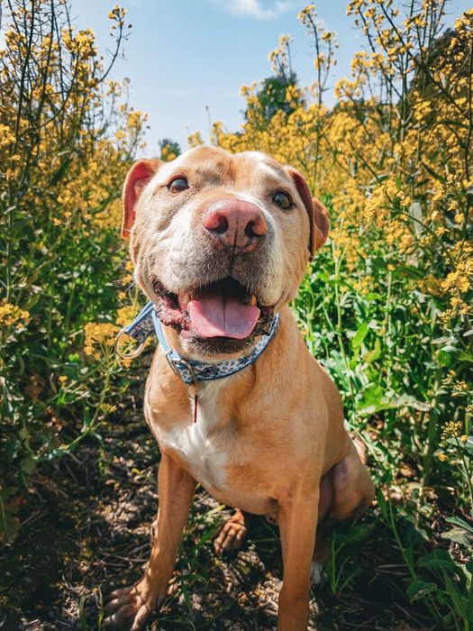 Teodor- łagodny domowy pies szuka rodziny do pokochania