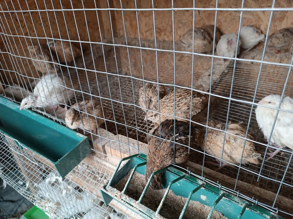 Домашні перепілки