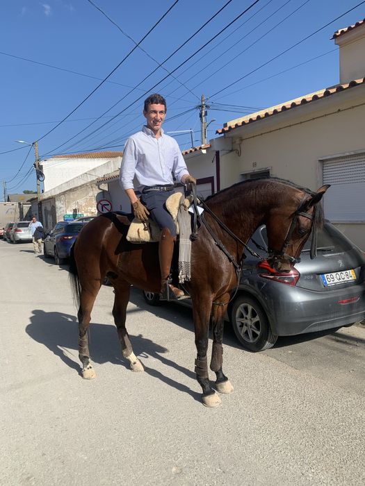 Égua luso arabe