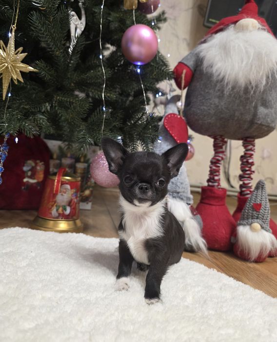 Неймовірні красунчики. Міні чихуахуа.