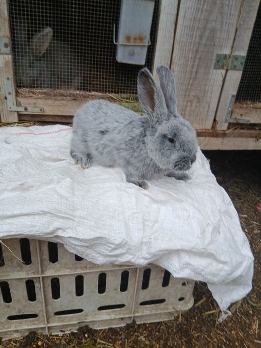 Krolik Wielki jasnoSrebrzysty