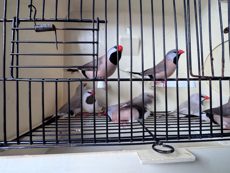 Lote de Diamantes Babete
