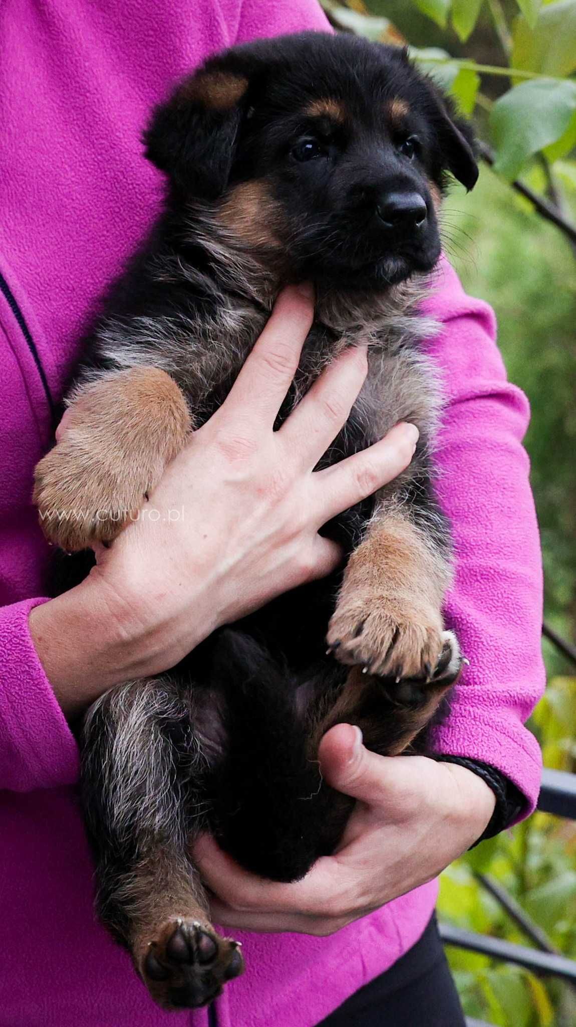 Suczka Owczarek Niemiecki Krótkowłosy ZKwP/FCI