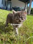 Віддам в хороші руки