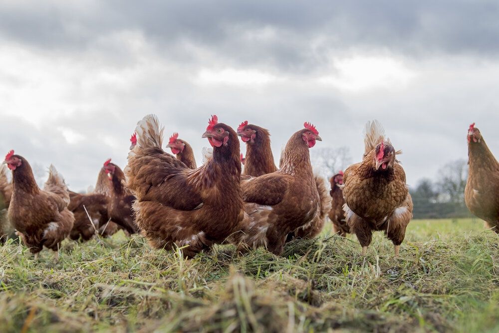 Kury nioski TRANSPORT Nowy Sącz