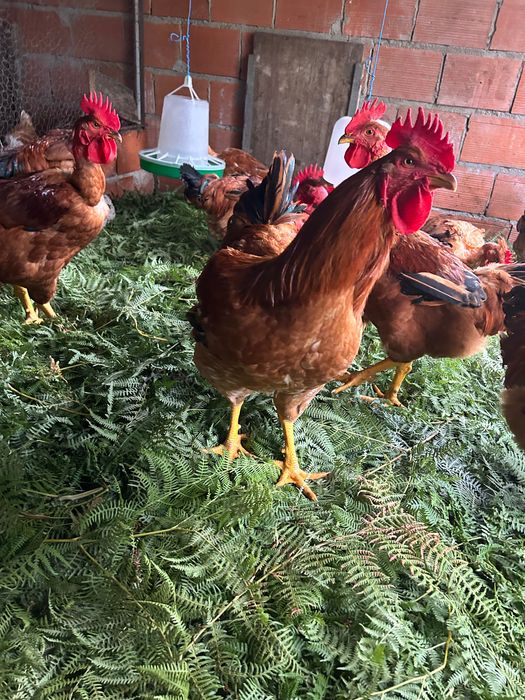 Galos vivos a 7€ kg