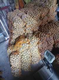 Ziemniaki jadalne "Tajfun"