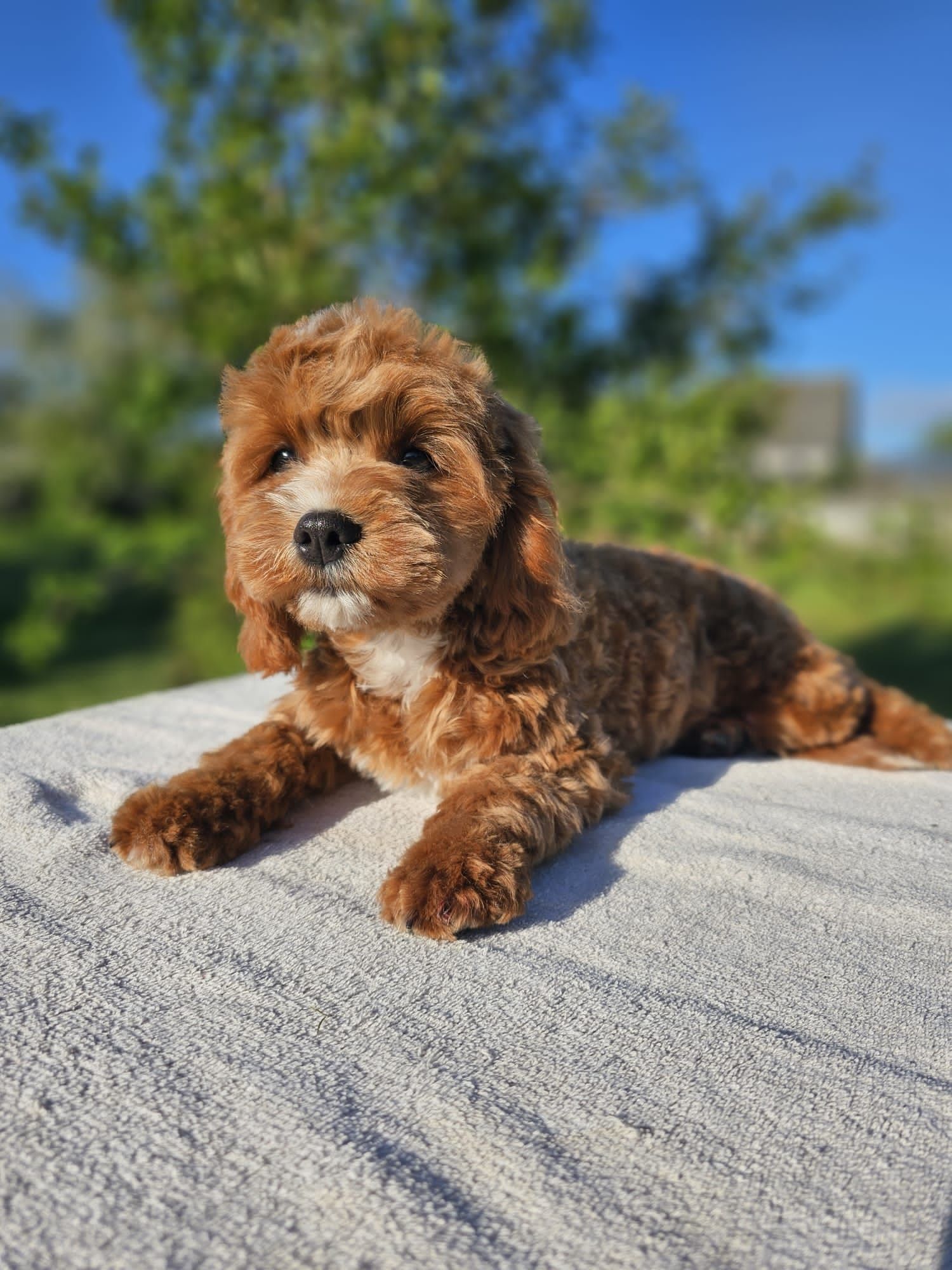 Szczeniak Maltipoo (Cavapoo).