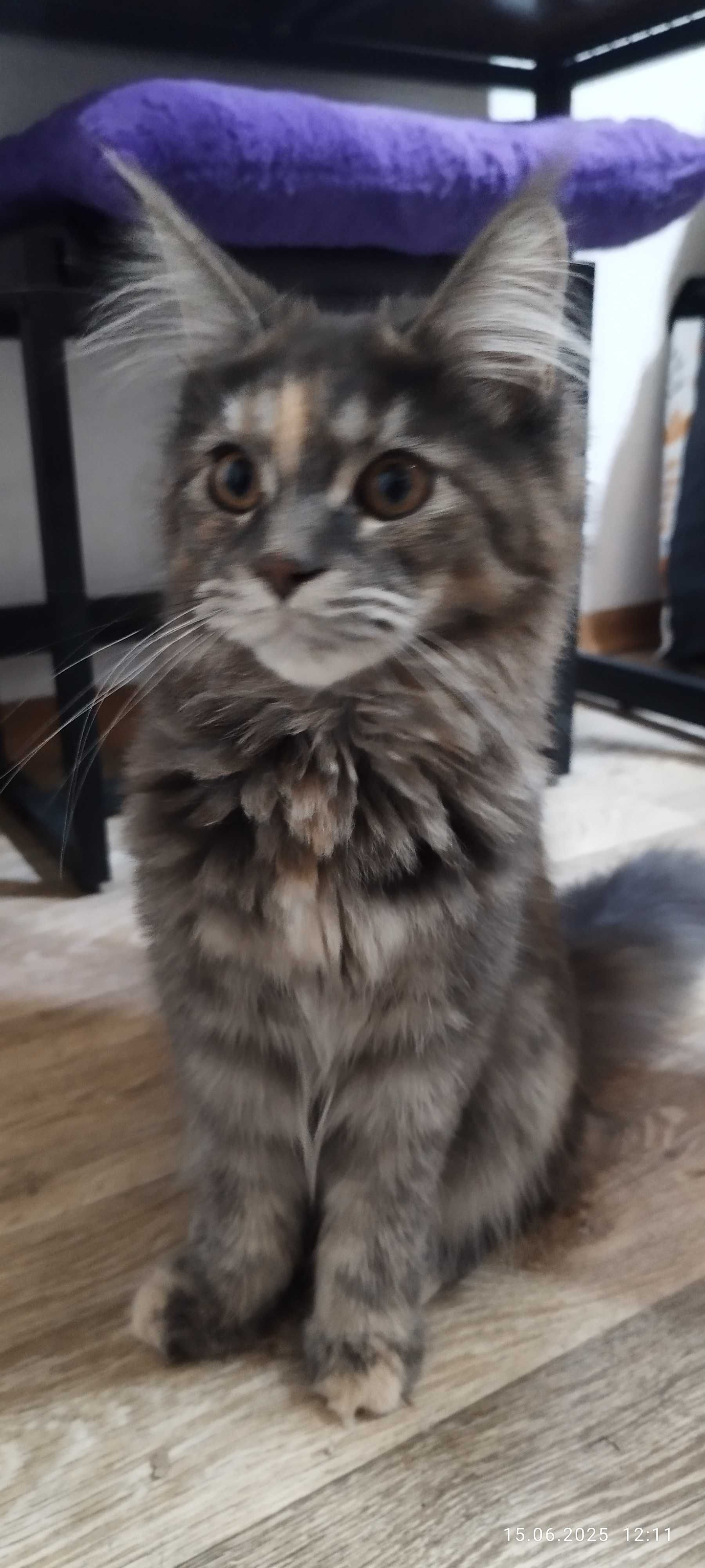 Maine Coon kocięta