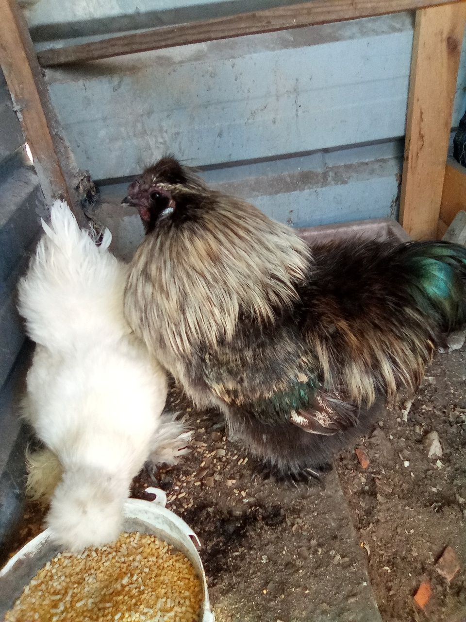 Ovos galados disponível de Brahmas puros