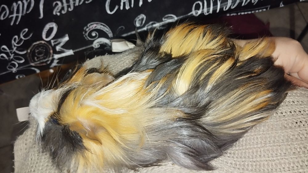 Świnka morska rozetka samiec