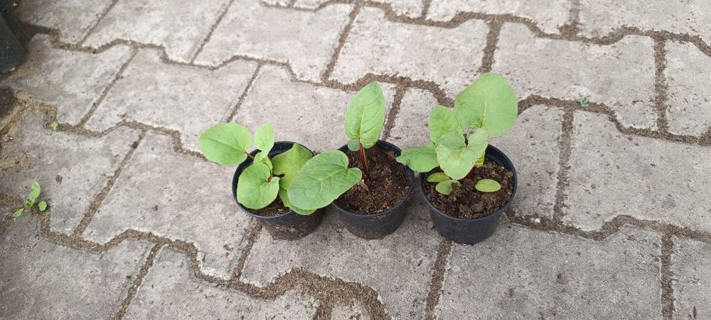 Sadzonki rabarbaru. Ostatnie sztuki!!!