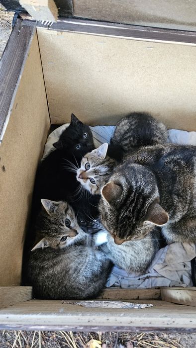 Kocięta szukają domu