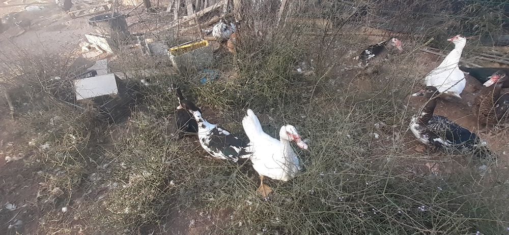 Patos mudos machos e femias