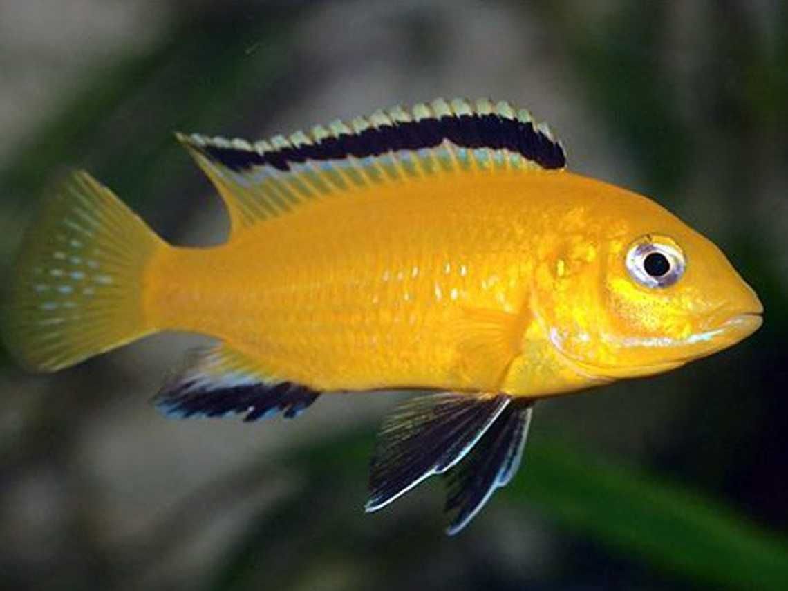 Labidochromis caeruleus yellow - dowóz, wysyłka