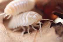 Armadillidium vulgare "white out", białe równonogi, isopoda, kulanki