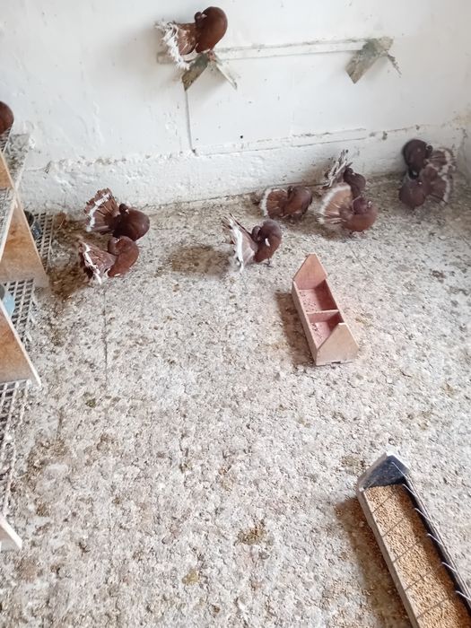 Pawiki na lęcie  likwidacja  tej rasy