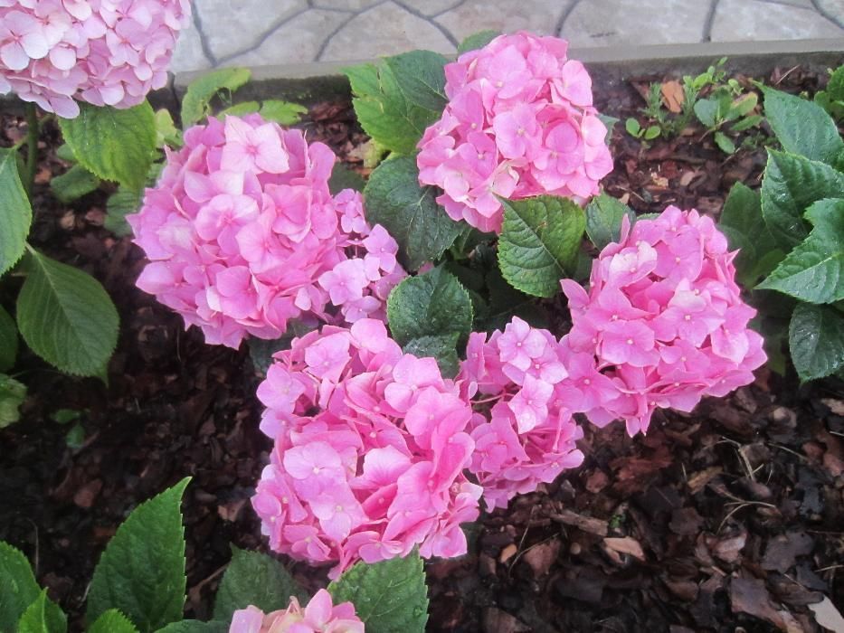 Гортензия крупноцветковая садовая