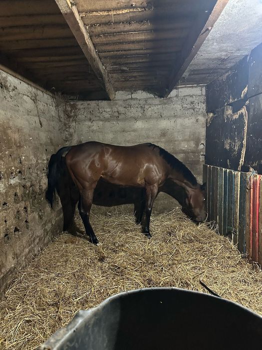 Vendo Égua Puro Sangue Inglês