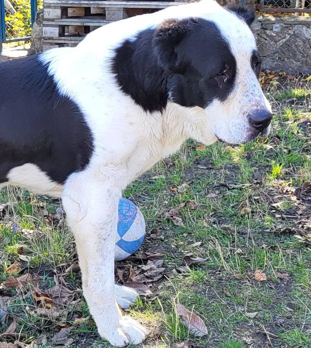 САВ (САО) середньоазіатська вівчарка алабай