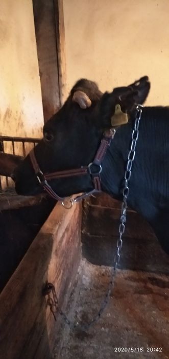 Недоуздок для коров быков джерси голштинской породы абердин