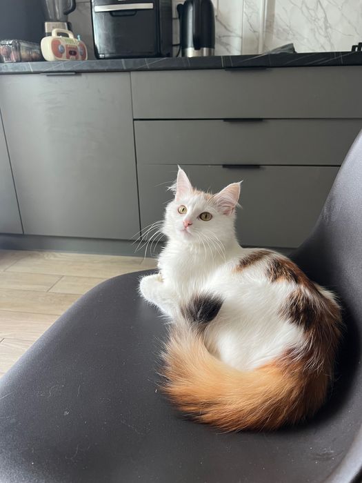 Кошечка у добрі ручки