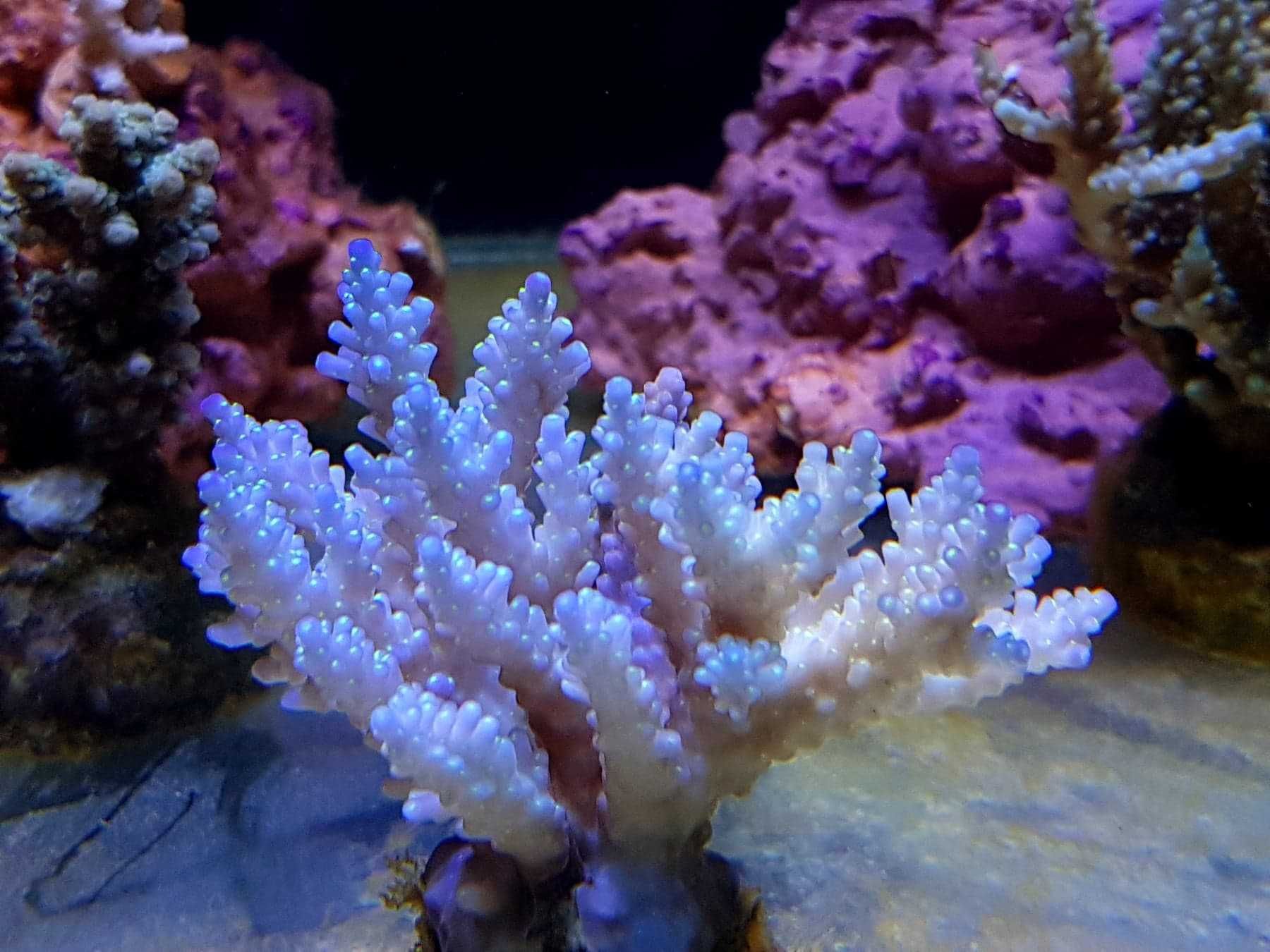Acropora strawberry koralowce sps szczepki akwarium morskie
