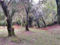 Venda de oliveiras