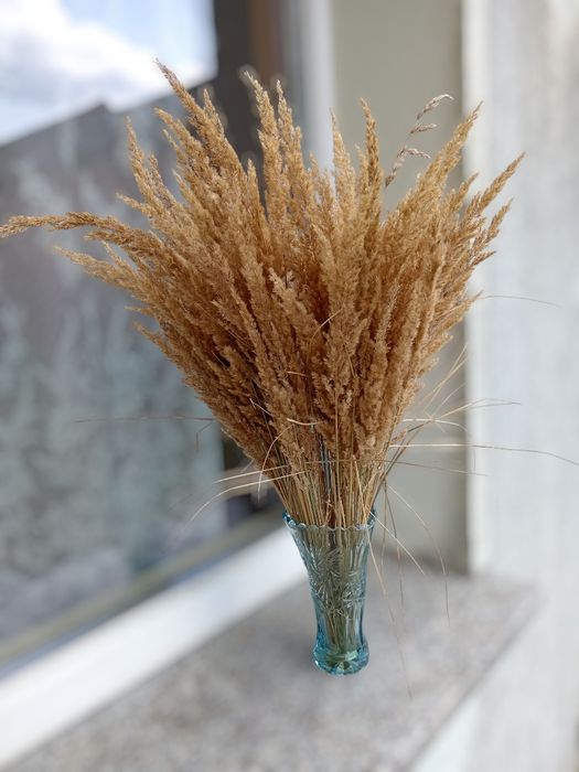 Trawa ozdobna gęsta