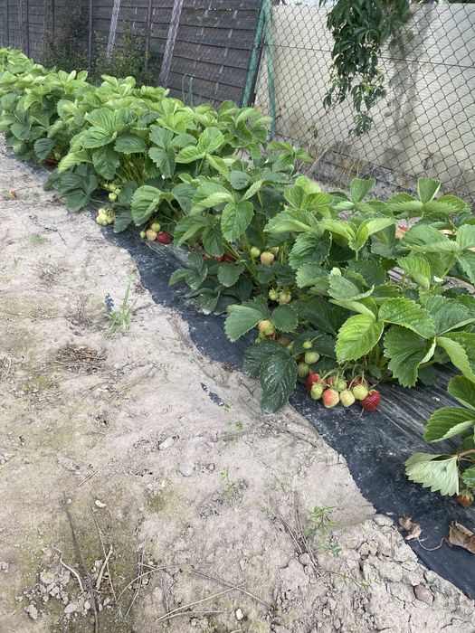 Sadzonki truskawki poziomkowej Honeyone w doniczkach