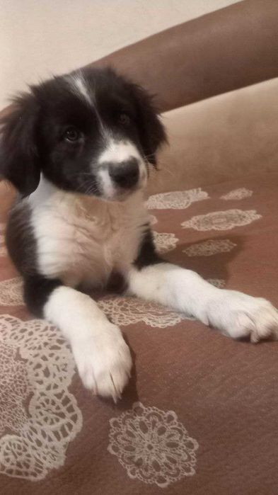 Цуценята метис спаніеля і естонської гончої