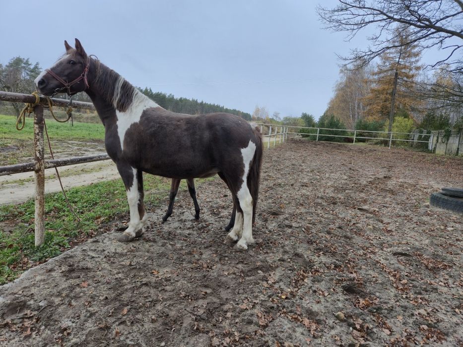 klacz kasztanowatosrokata z źróbką