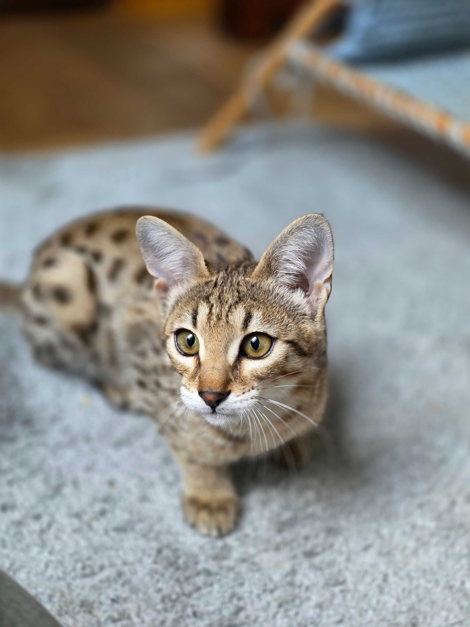 Luna. Savannah F3. Hybryda. Przekochana i uczuciowa