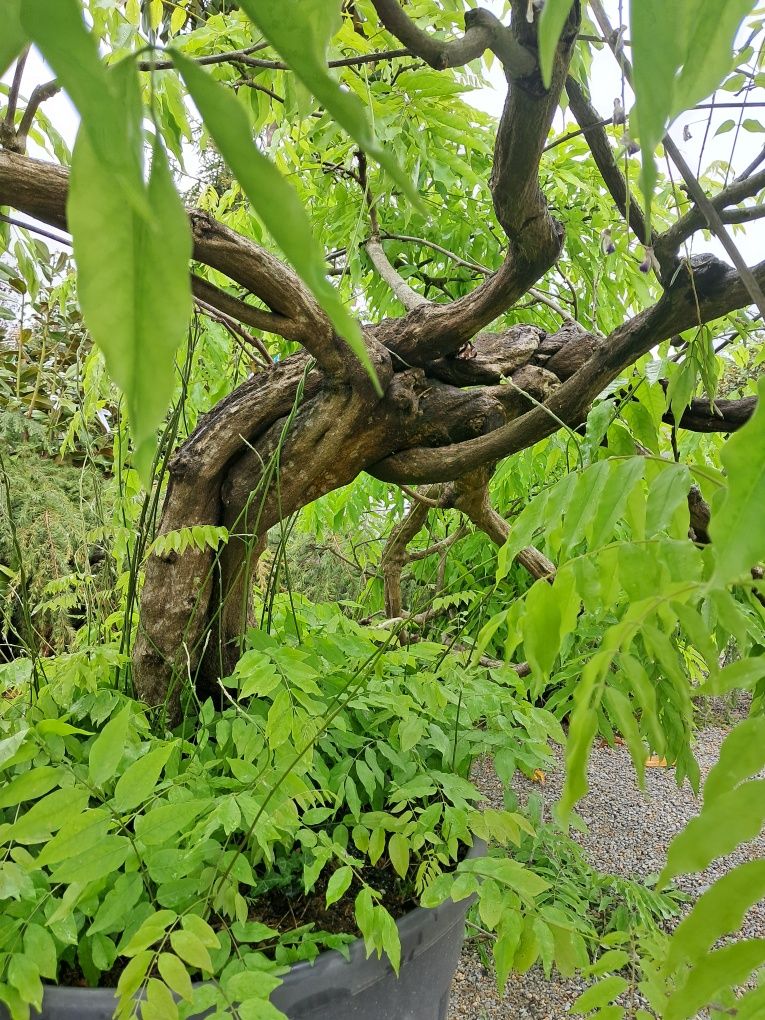 Wisteria/Glicynia biała i fiolet IMPONUJĄCE DRZEWO