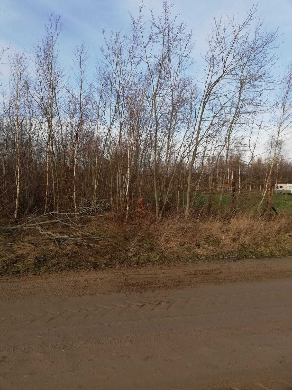 Porządkowanie działek, wycinka drzew,karczowanie, mulczowanie