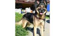 Dorian- OWCZAREK NIEMIECKI - łagodny psi senior - adopcja