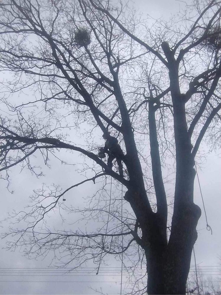 Wycinka drzew metodą tradycyjna i alpinistyczną