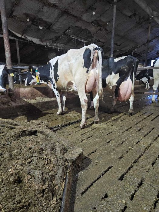 Sprzedam krowy mleczne