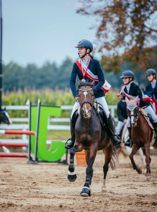 Perspektywiczny kuc sportowy z bardzo dobra głową